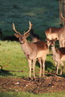 06-9813 Fallow Deer (Dama dama) Raby Castle, County Durham